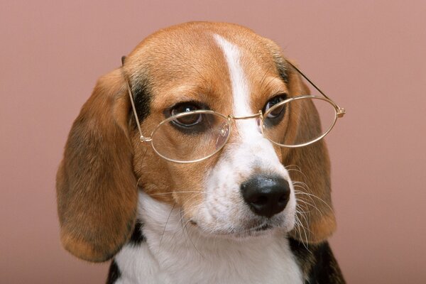 Beautiful dog with glasses