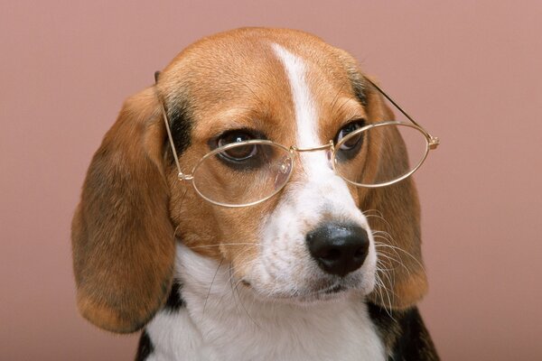 Bel cane con gli occhiali