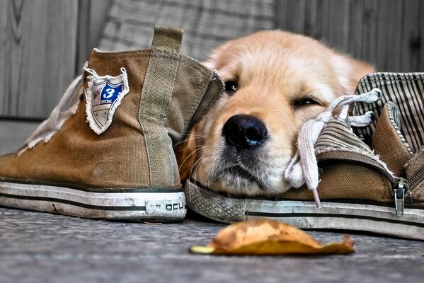 Muso di cane triste in scarpe da ginnastica