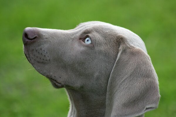 Regard dévoué d un chien gris avec des yeux bleus