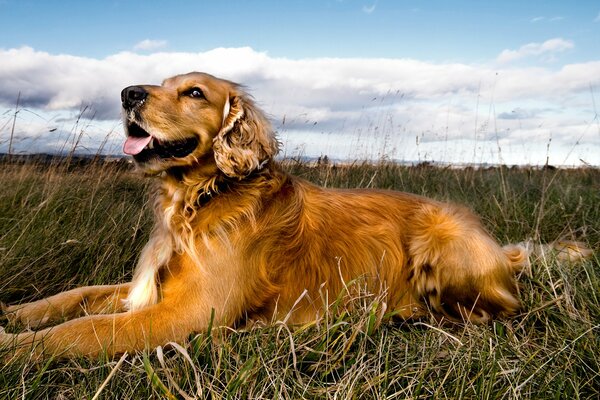 Un bel cane giace in un campo