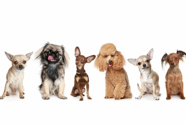 6 chiens de petites races Sur fond Blanc