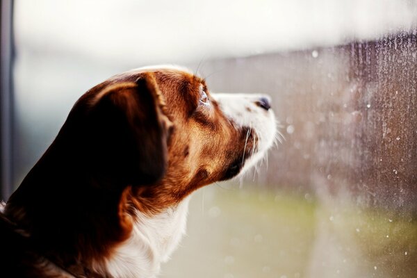 The dog looks through the window at the rain with sadness