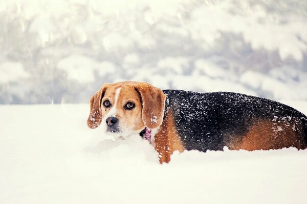 Вислоухая собака пробирается сквозь глубокий снежный покров