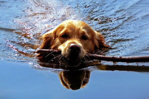 Dog swims with a stick in his teeth