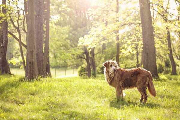 Hund auf einer Lichtung in der Natur im Wald