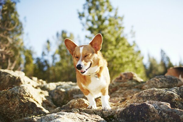 Funny dog runs over rocks