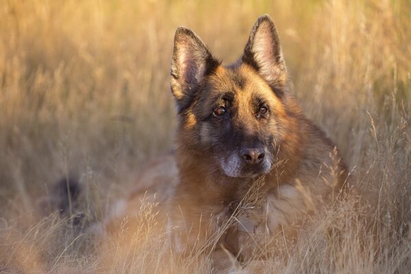 Sguardo dell amico dell uomo del cane nell erba