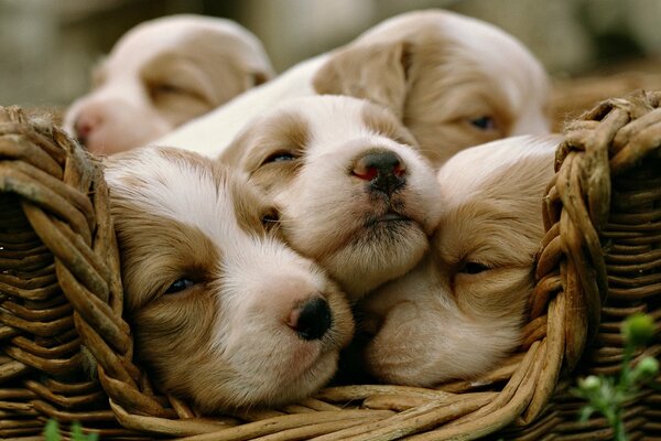 Puppies lie comfortably in the basket