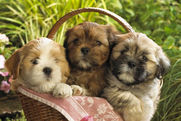 Trois petits chiots installés dans le panier