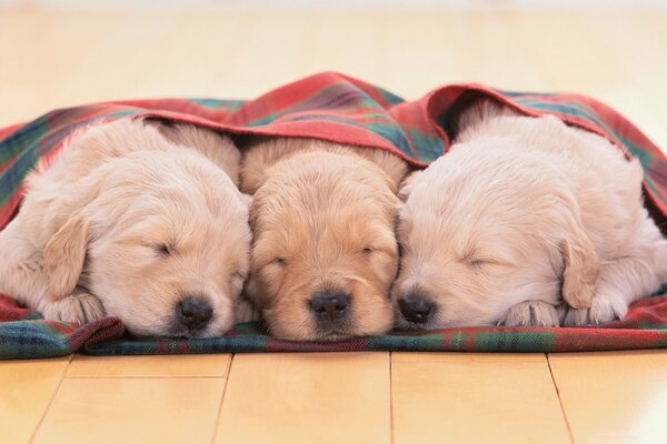 Golden retriever szczenięta śpią