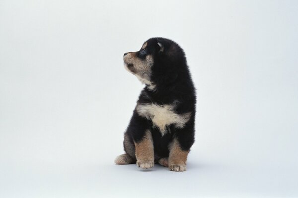 Tiny puppy on a white background