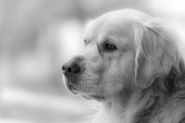 Foto en blanco y negro Golden Retriever