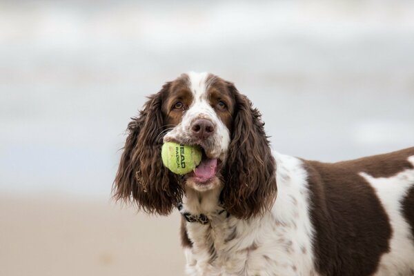 Playing with a ball with a friend