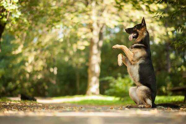 A smart shepherd dog stands on its hind legs in the park