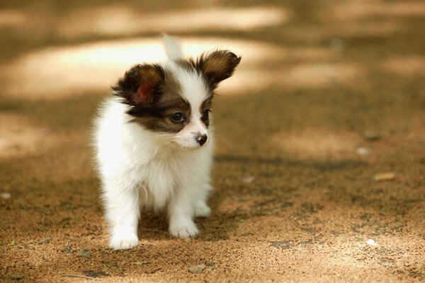 A small dog on a walk in the summer