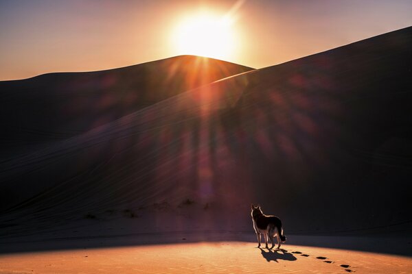 Hund in der Wüste bei Sonnenuntergang des Tages