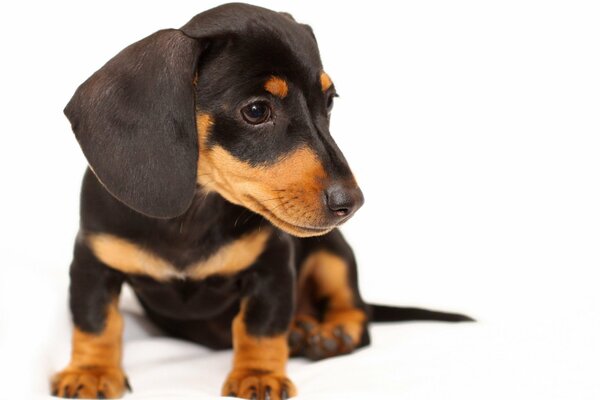 A small puppy of a black dachshund