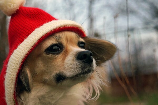 A red-haired little dog in a red and white hat with a pompom looks into the distance