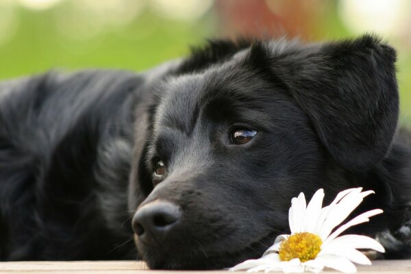 Ein schwarzer Hund ist traurig neben einer Kamille