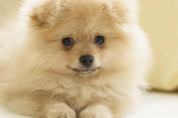 Moelleux Spitz beige cutie