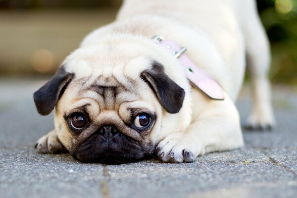 Perro con mirada triste