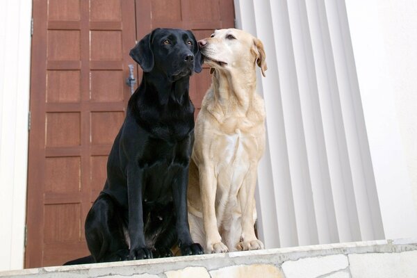 White and black dogs are sitting at the door