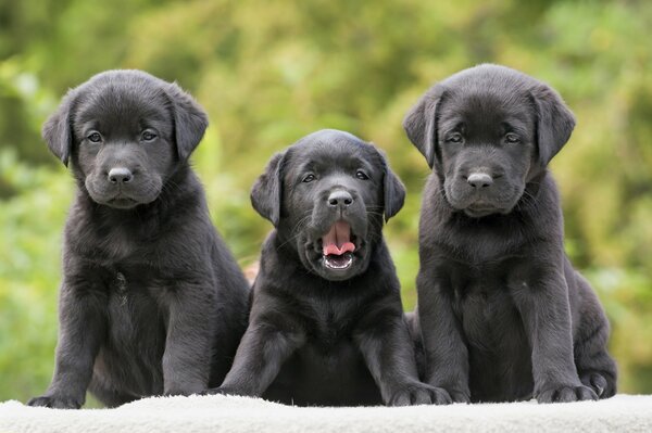 Cute trinity of puppies of black color