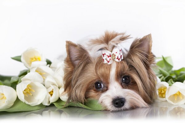 Милая собачка в белых тюльпанах и в бантике