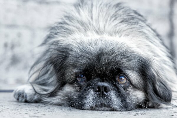 Pechinese sguardo faccia tristezza