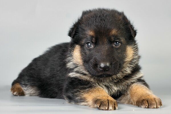 Chiot se trouve sur fond gris