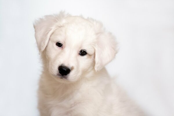 Petit chiot mignon blanc