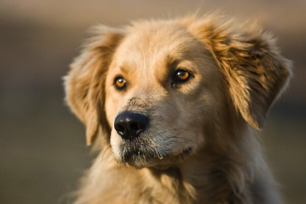 La mirada de un perro leal y leal