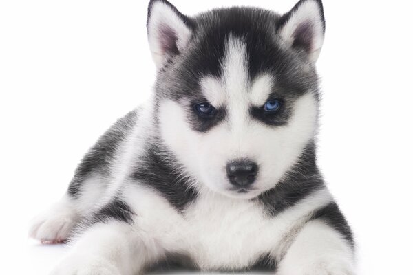 El pequeño cachorro Husky se sienta en un fondo blanco como la nieve