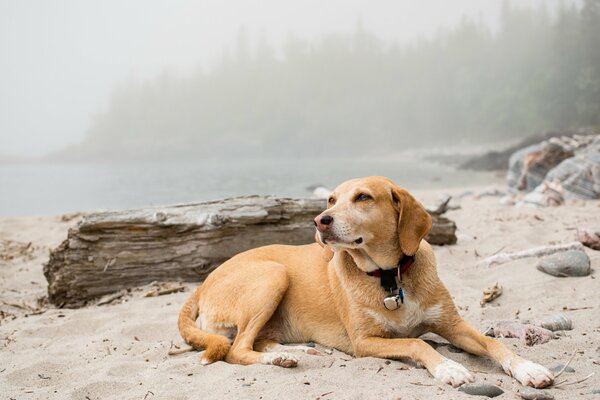 Chien sur la rive de la rivière brumeuse sur le sable