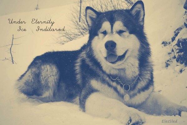 Ein Hund der Rasse Malamute liegt mit einer Zunge im Schnee