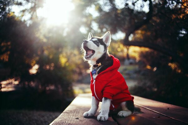 Guten Morgen wünscht allen ein Husky-Welpe einen guten Morgen