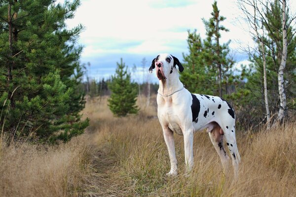 A big dog looks into the distance