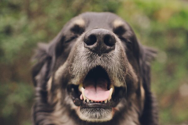 Zufriedener großer Hund hautnah