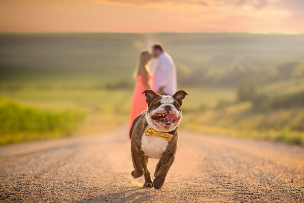 Un Bulldog corre por el camino, una pareja se encuentra en la distancia