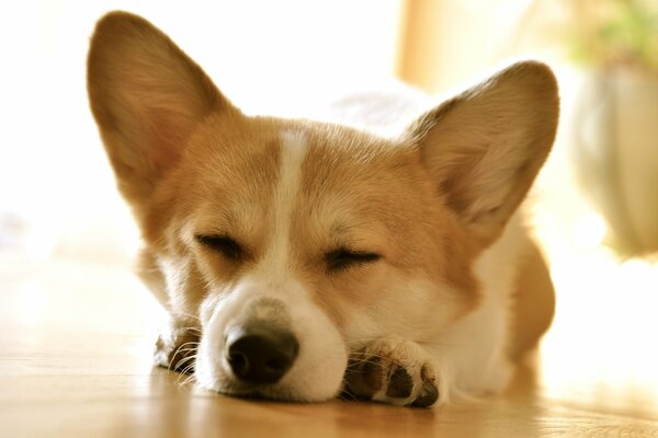 Pequeño Corgi dormido en el Suelo