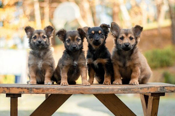 Quatre chiots mignons sur un banc