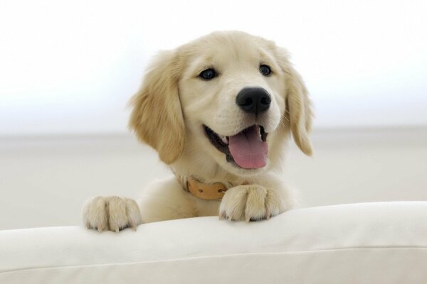 Bella faccia di cucciolo di Labrador