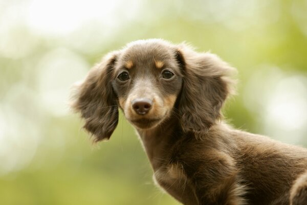 Bellissimo cucciolo di bassotto con grandi orecchie