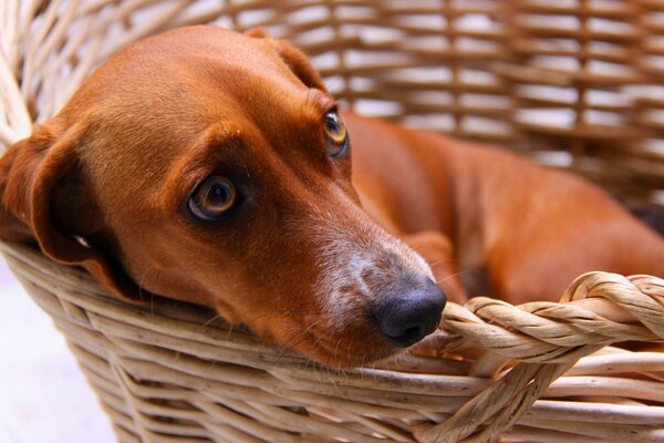 The red dog curled up in a basket