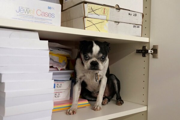 Chien caché sur une étagère dans le placard