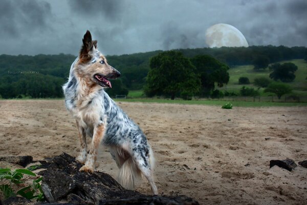 A dog against the background of nature