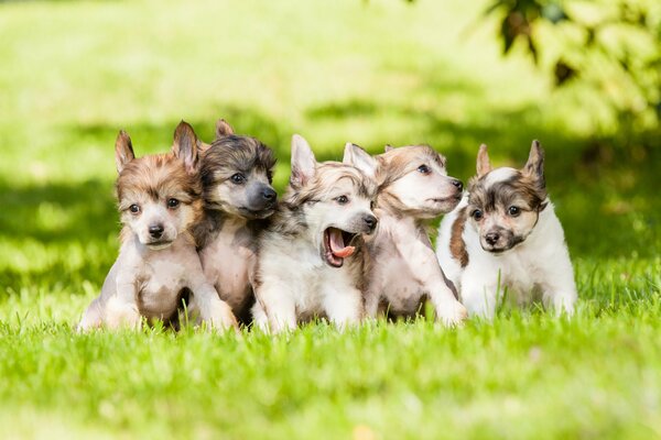Shaggy puppies frolic on the young green grass