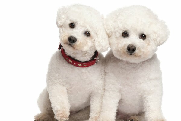 Two Maltese lapdog puppies