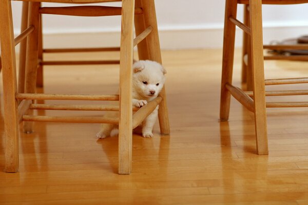 Fluffy white puppy near a wooden table